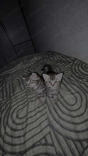 BKH kitten 