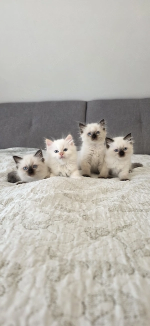 Bezaubernde Ragdoll-Kitten aus kleiner Hobbyzucht abzugeben!