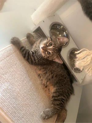 Wunderschöne BKH Tabby Mackerel Kitten in liebevolle Hände abzugeben