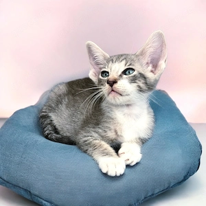 Rassemix Sphynx x Orientalisch Kurzhaar (Mischlinge) Kitten 