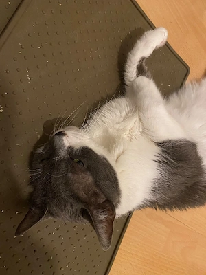 Mia sucht dringend ein neues Zuhause 