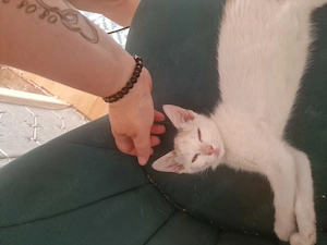 Katzen baby zu verkaufen 