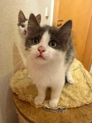 Süße Mischlingskitten (Hauskatze & Maincoon)