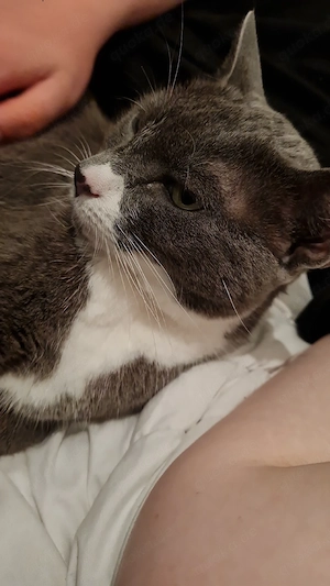 Mimmy sucht dringend ein neues Zuhause 
