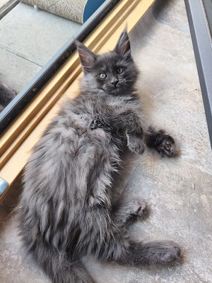 Maine Coon Reinrassig 