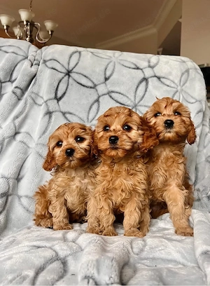 Maltipoo mini welpen