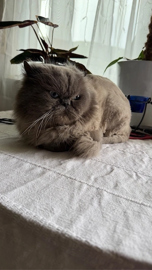Perser Kater (Intelligenze kater sucht neues zuhause mit süße Weibchen)