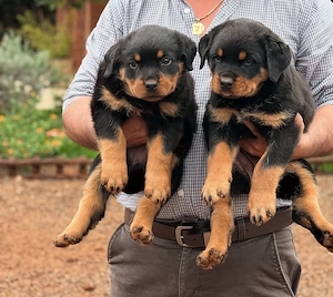 Rottweiler Welpen