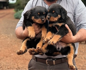 Rottweiler Welpen