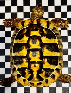 3 Griechische Landschildkröten (THB)