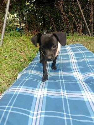 Tierfreunde aus Sachsen Anhalt aufgepasst,