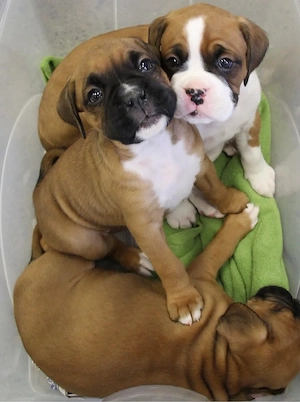 Boxer Welpen