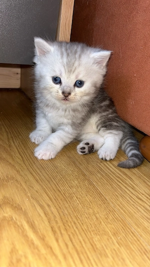 baby katze 