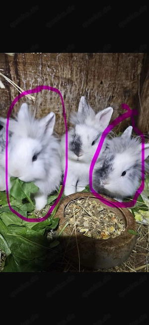 Zwergkaninchen 