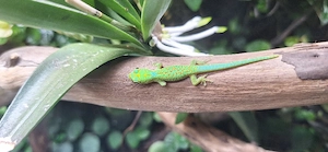Jungtiere Phelsuma pasteuri - Pasteurs Taggecko 
