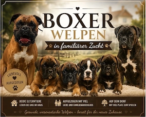 Boxer Welpen