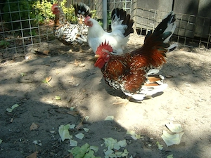 Chabo- Zwerghühner 