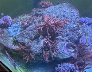 Meerwasser Anemonen 7 rote mit stein