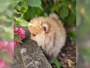 Süße Pomeranian Welpen suchen Familie