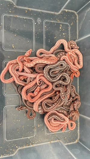  Kornnattern Nachzuchten (Ultramel, Amel, Tessera, Red Factor het Anery)