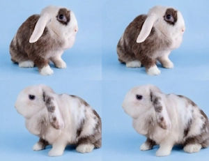 Tolle Mini Lop Häsin zu Abgabe.