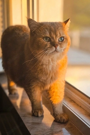 bkh kater 