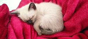  Siam-Kätzchen.- Noch drei Babys!! Bild 3