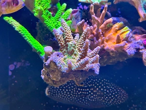 Big R Walt Disney Acropora   seltene High-End SPS