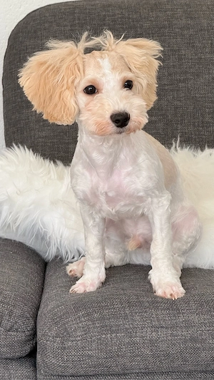 Maltipoo Rüde