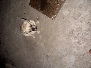 Französische Bulldogge FLUFFY