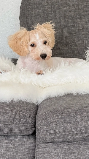 Maltipoo Rüde