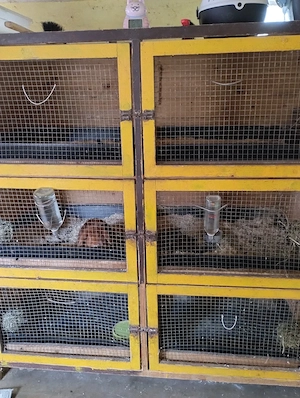 Zwei große Ställe zu Abgabe Kaninchen. Bild 2