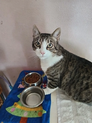 Kastrierter Kater sucht neues Zuhause 