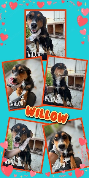 sehr lieber, menschenbezogener, sanfter, wunderschöner Rüde "Willow" sucht ein Zuhause