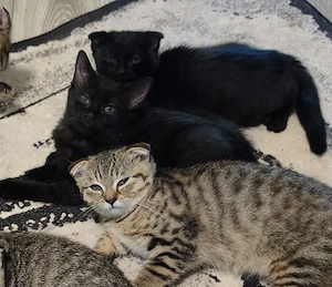 BKH mix weibchen