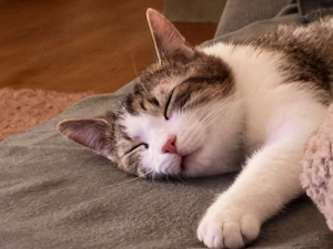 Katzen im Doppelpack suchen ein tolles Zuhause   