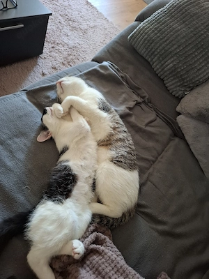 Katzen im Doppelpack suchen ein tolles Zuhause    Bild 5