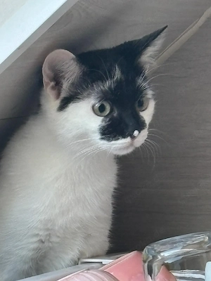 Katzen im Doppelpack suchen ein tolles Zuhause    Bild 3