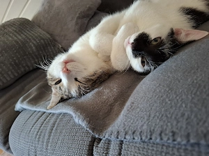 Katzen im Doppelpack suchen ein tolles Zuhause    Bild 2