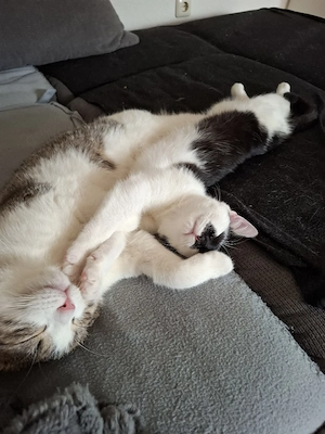 Katzen im Doppelpack suchen ein tolles Zuhause    Bild 4