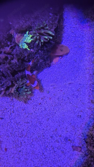 Meerwasser Aquarium Fisch Clownfisch Nemo