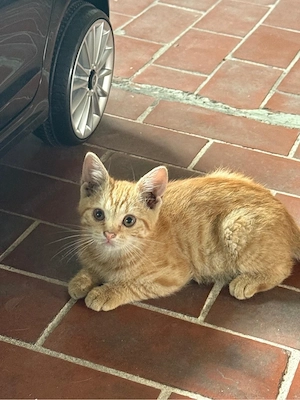 Kitten Bengal Mix Kitten 