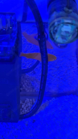 Meerwasser Aquarium Fische gelbe Korallengrundel
