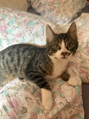 Süße Mischlingskitten ( Hauskatze & Angora)