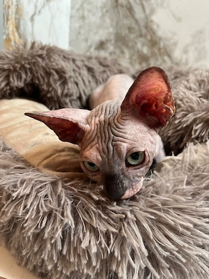 Wunderschöne Canadian Sphynx Weibchen 