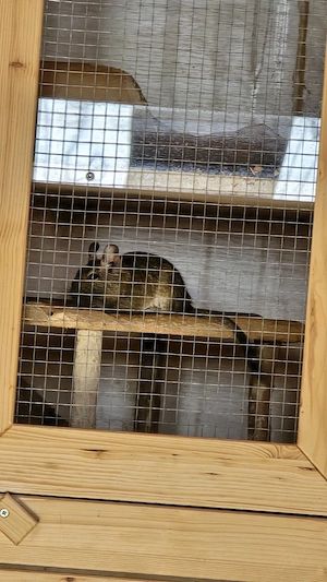 Degus, weiblich
