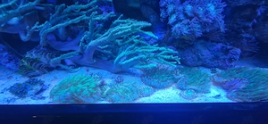 Meerwasser Beckenauflösung Bild 2