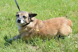 JOJO, Pinscher Mischling (kastriert) SGB 625,00  