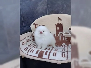Reinrassige Pomeranian Welpen   liebevoll aufgezogen, ab sofort