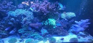 Meerwasser Beckenauflösung Bild 6